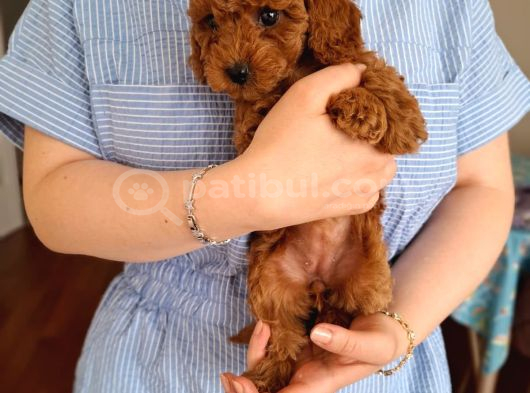 Evde Büyüyen Toy Poodle Bebeklerim görsel