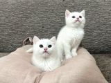 Mükemmel Güzellikte Beyaz British Shorthair Yavrularımız