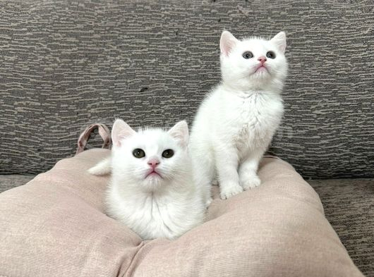 Mükemmel Güzellikte Beyaz British Shorthair Yavrularımız görsel
