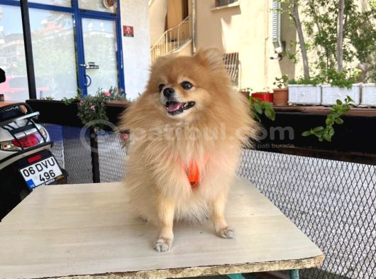 Eği̇ti̇mli̇ Erkek Pomerian Boo görsel