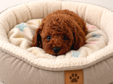 Fotoğraftakinden Daha Güzel Red Toy Poodle Yavrular