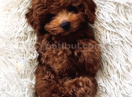 Mağazamızdan Aşılı Ve Orijinal Toypoodle Yavrular görsel