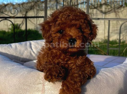 Mağazamızdan Aşılı Ve Orijinal Toypoodle Yavrular görsel