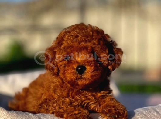 Mağazamızdan Aşılı Ve Orijinal Toypoodle Yavrular görsel