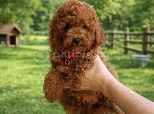 Tarim Bakanliği Onayli A Kali̇te Toy Poodle Yavrular görsel