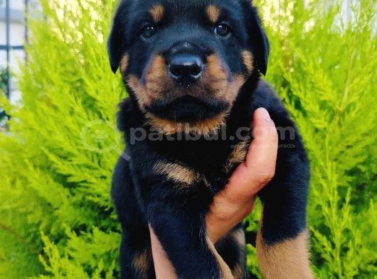 A Kalite Rotweiler Yavruları görsel