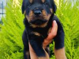A Kalite Rotweiler Yavruları