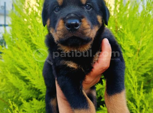 A Kalite Rotweiler Yavruları görsel