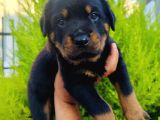 A Kalite Rotweiler Yavruları