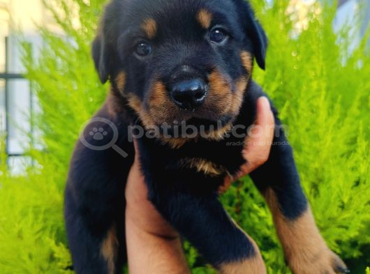 A Kalite Rotweiler Yavruları görsel
