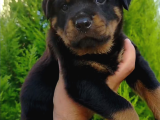 A Kalite Rotweiler Yavruları