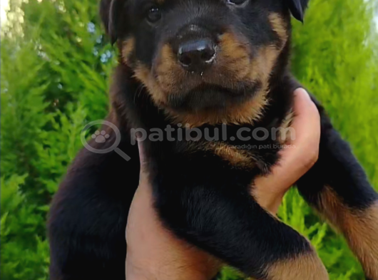A Kalite Rotweiler Yavruları görsel