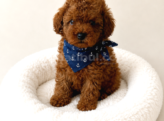 Fotoğraftakinden Daha Güzel Red Toy Poodle Yavrular görsel