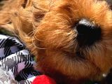 Toy Poodle Torunlarım