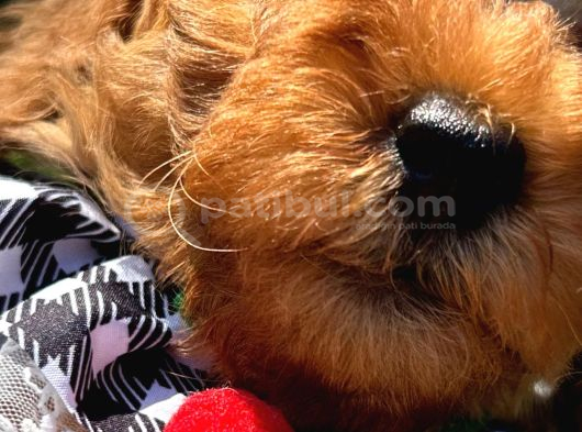 Toy Poodle Torunlarım görsel