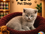 Mükemmel Güzellikte British Shorthair Yavrularımız