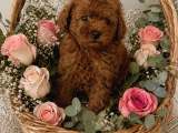 Fotoğraftakinden Daha Güzel Red Toy Poodle Yavrular