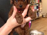 Toy Poodle Kore Kan Bebekler