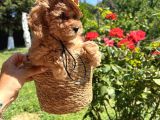 Toy Poodle Torunlarım