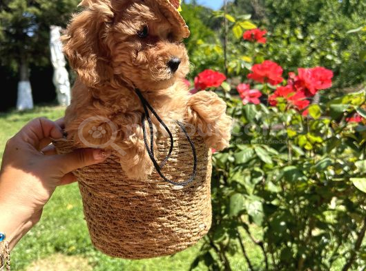 Toy Poodle Torunlarım görsel