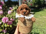 Toy Poodle Torunlarım
