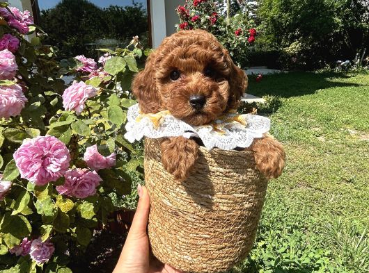 Toy Poodle Torunlarım görsel