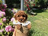 Toy poodle Torunlarım
