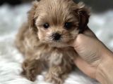 Tr nin en özel teacup kore maltipoo yavruları
