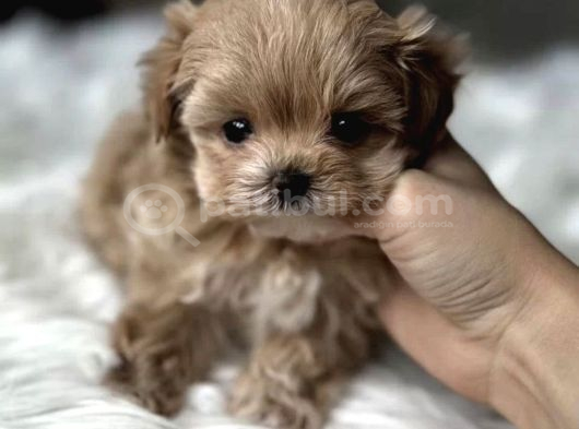 Tr nin en özel teacup kore maltipoo yavruları