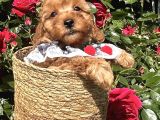 Toy Poodle Bebekler Evden