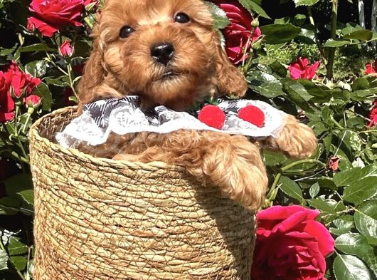 Toy Poodle Bebekler Evden görsel