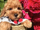 Toy Poodle bebekler evden