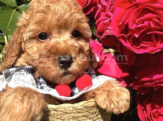 Toy Poodle Bebekler Evden