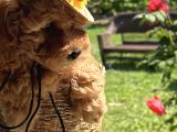 Toy Poodle Bebekler Evden