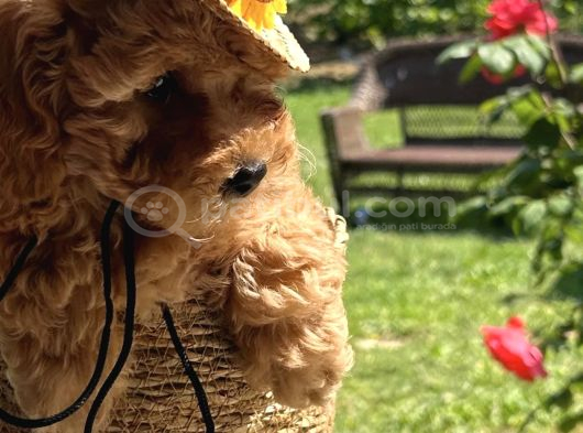 Toy Poodle Bebekler Evden görsel