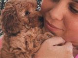 Toy Poodle Bebekler Evden