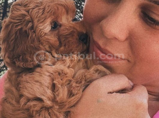 Toy Poodle Bebekler Evden görsel
