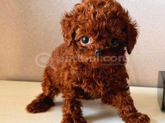 Teacup Aşılı Eğitimli Red Brown Yavrular görsel
