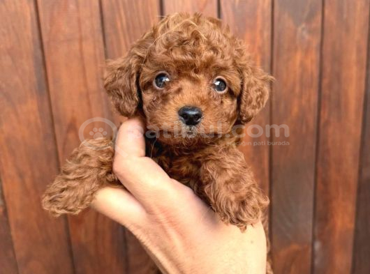 Teacup aşılı eğitimli red brown yavrular