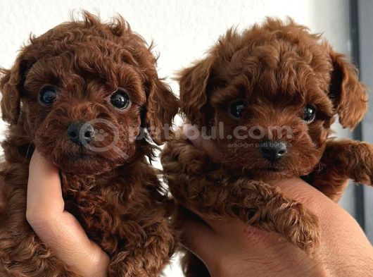 Teacup Aşılı Eğitimli Red Brown Yavrular görsel