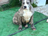 Xxl american bully
