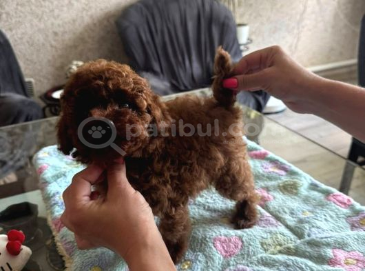 Teacup Aşılı Eğitimli Red Brown Yavrular görsel