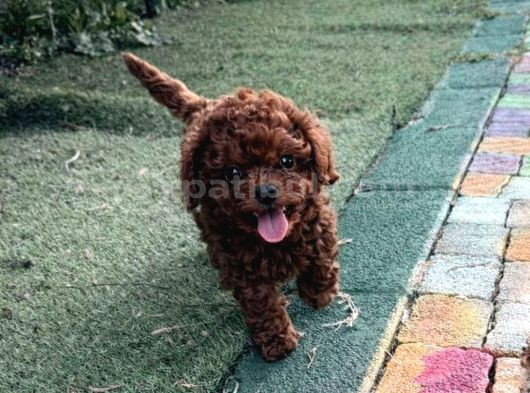 Teacup Aşılı Eğitimli Red Brown Yavrular görsel