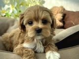 Tr Nin En Özel Teacup Kore Maltipoo Yavruları