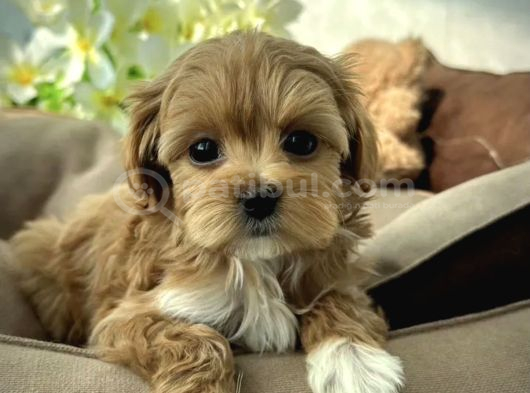 Tr Nin En Özel Teacup Kore Maltipoo Yavruları görsel