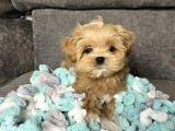 Tr Nin En Özel Teacup Kore Maltipoo Yavruları