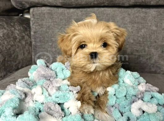 Tr Nin En Özel Teacup Kore Maltipoo Yavruları görsel