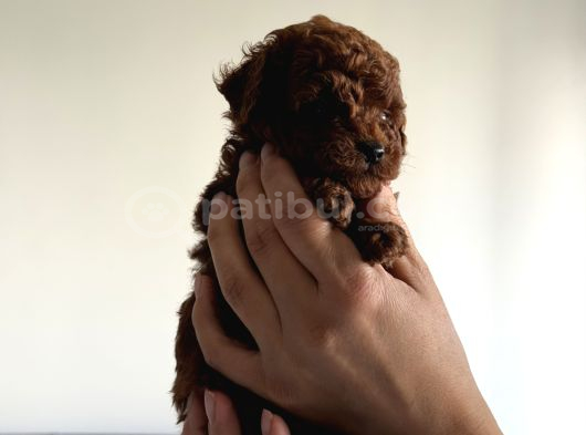 Toy Poodle Kore Kan Bebekler görsel