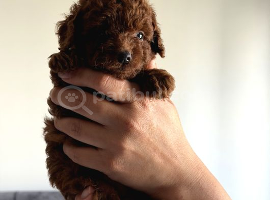 Toy Poodle Kore Kan Bebekler görsel