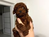Toy Poodle Kore Kan Bebekler